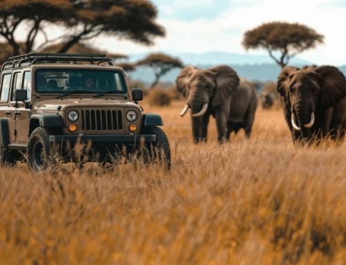 Premium Safari Vacations That Redefine High-End Travel Experiences