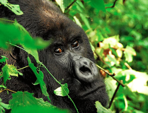 Luxury in the Wild: How Uganda Gorilla Trekking Tours Elevate Safari Travel