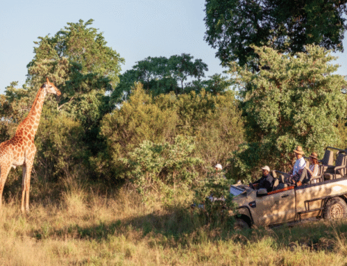 What Makes Luxury Safari and Beach Holiday Packages the Ultimate African Escape?