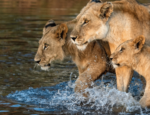 What Sets Eco-Luxury Safari Lodges Africa Apart from Standard Safari Stays?
