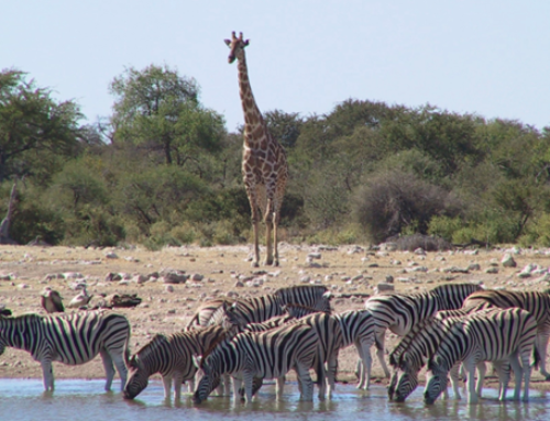 How Do Custom-Designed Luxury African Tours Create a More Personal and Immersive Safari Experience?