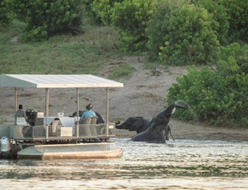 What Makes Family-Friendly Luxury Safaris Perfect for Parents Traveling with Kids?