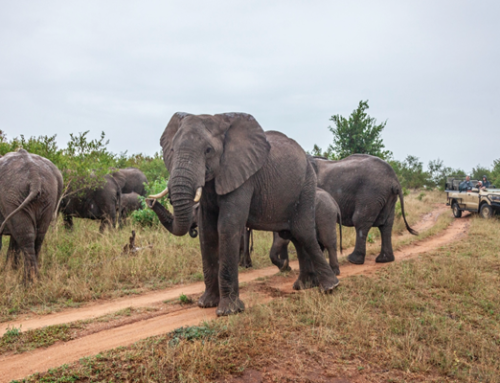 Why Luxury Africa Tours for US Travelers Are Becoming the New Dream Vacation