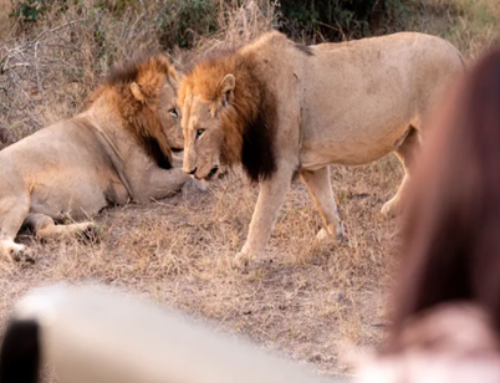 How Do Tailor-Made Luxury Tours Africa Support Wildlife, Culture, and Responsible Travel?