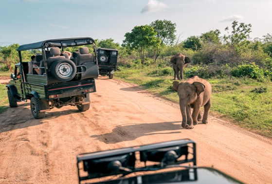 Bespoke safari holidays Africa