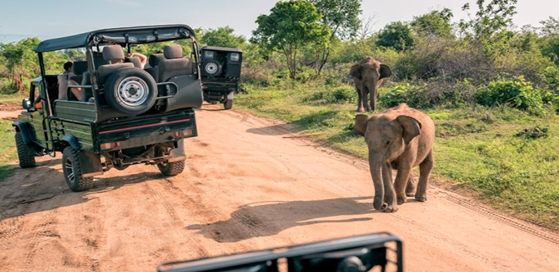 Bespoke safari holidays Africa