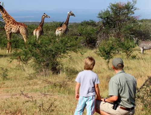 From Safari to Sea: Family Luxury Adventures in Africa!
