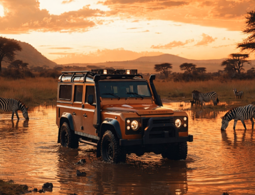 Beyond Big Five: Rare Wildlife Encounters on Elite Safaris!