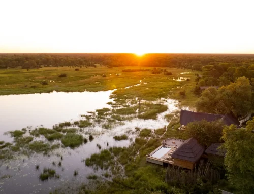 Botswana Green Season Guide for a Lush Safari