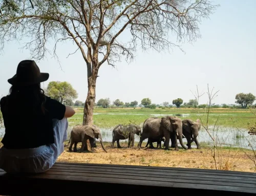 How to Choose Safari Lodges for Botswana