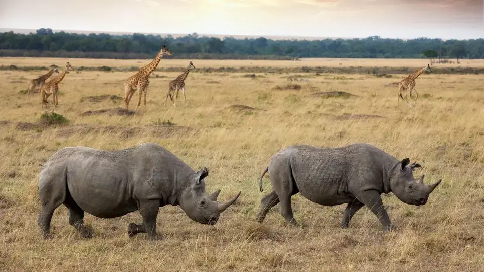 How to Photograph Big Five on a Botswana Safari