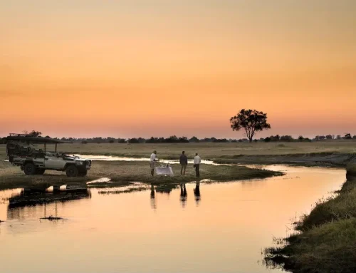 Private Safari Comparison for a Better Journey
