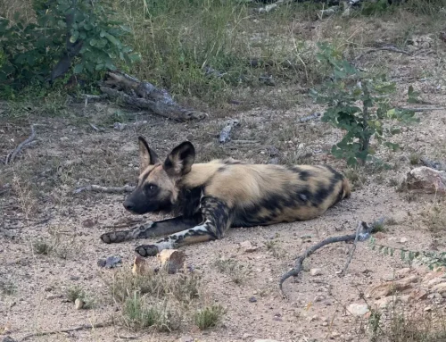 Safari Planning for a Tailor-Made Botswana Journey