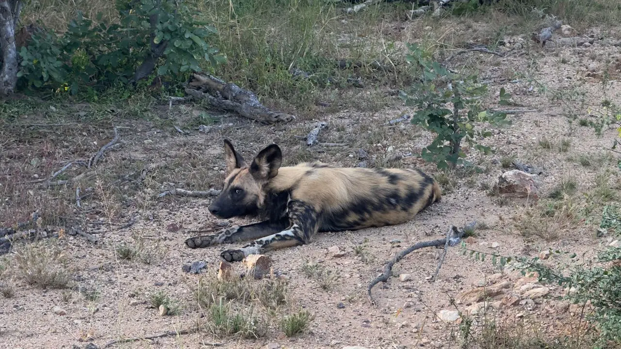 Safari Planning for a Tailor-Made Botswana Journey
