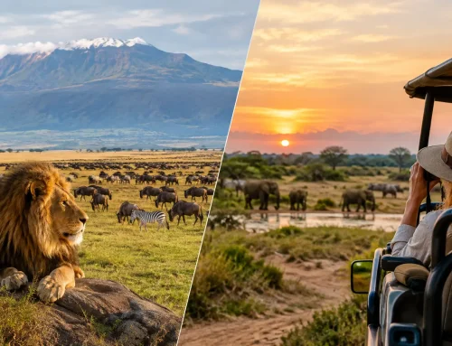 Serengeti versus Maasai Mara: Which Safari?